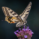 Butterflies